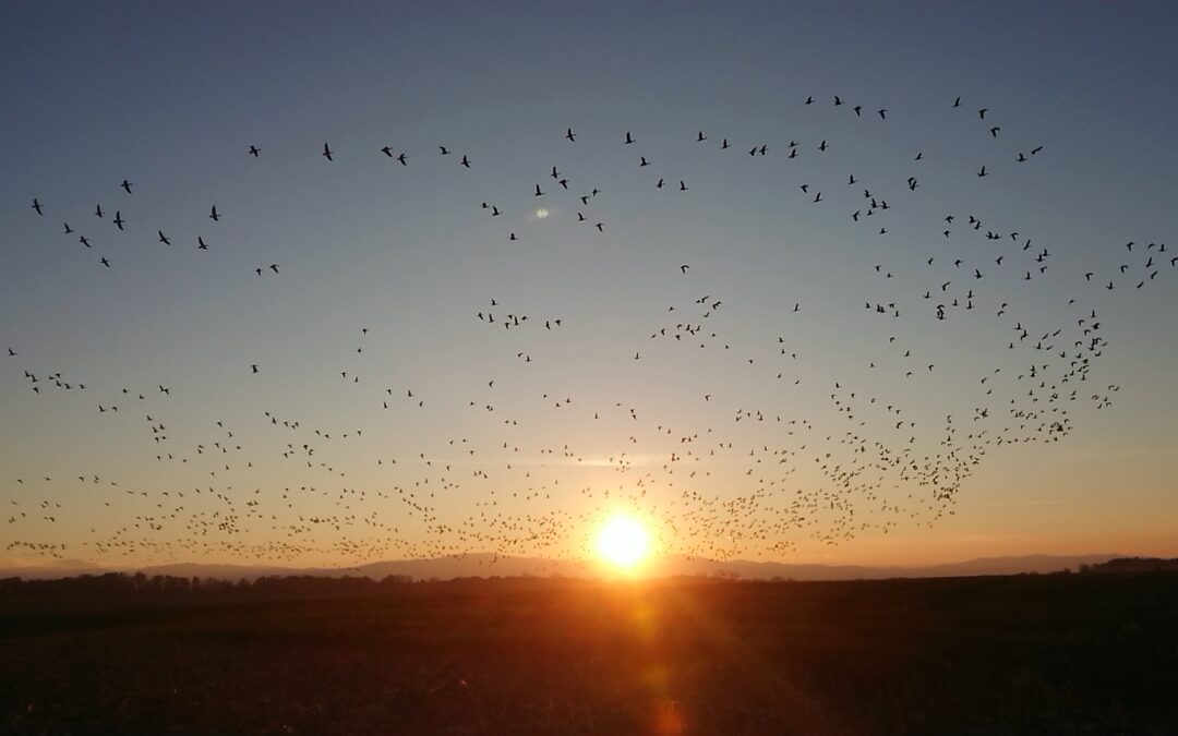 „Willa Natura” – harmonia architektury i otoczenia